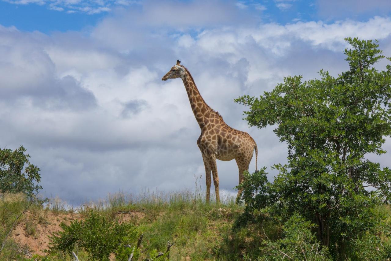 Mvuradona Safari Lodge Marloth Park Exterior photo